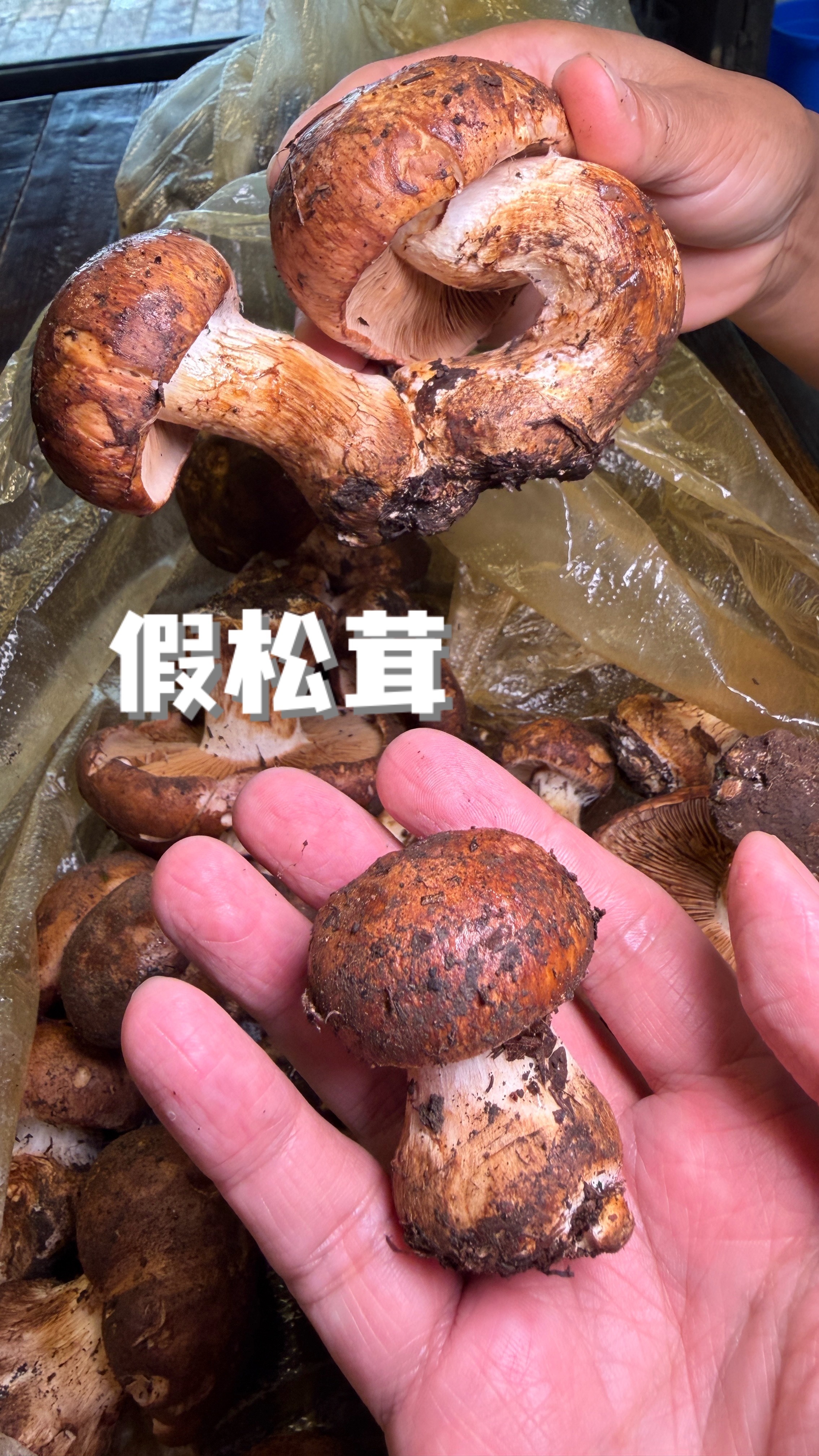 8月安排上新鲜松茸🍄🟫品质把控得稳稳的，看上直接给你们打包寄走🚚💰280