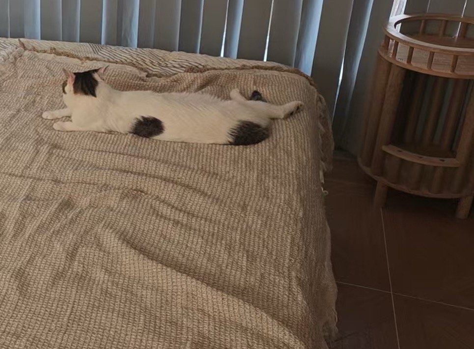 我的花园我的猫 我的四块小蛋糕～和他们的妈咪蛋妞。 