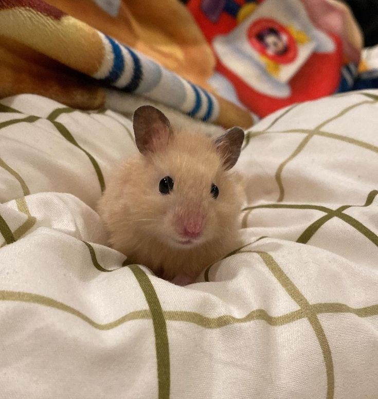 软绵绵小仓鼠🐹 ​​​