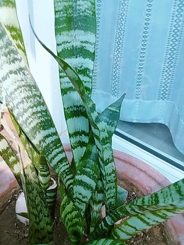 今天突然发现长了好多的新芽，真的很好看。
都说一年之计在于春，看来虎皮兰也不示弱