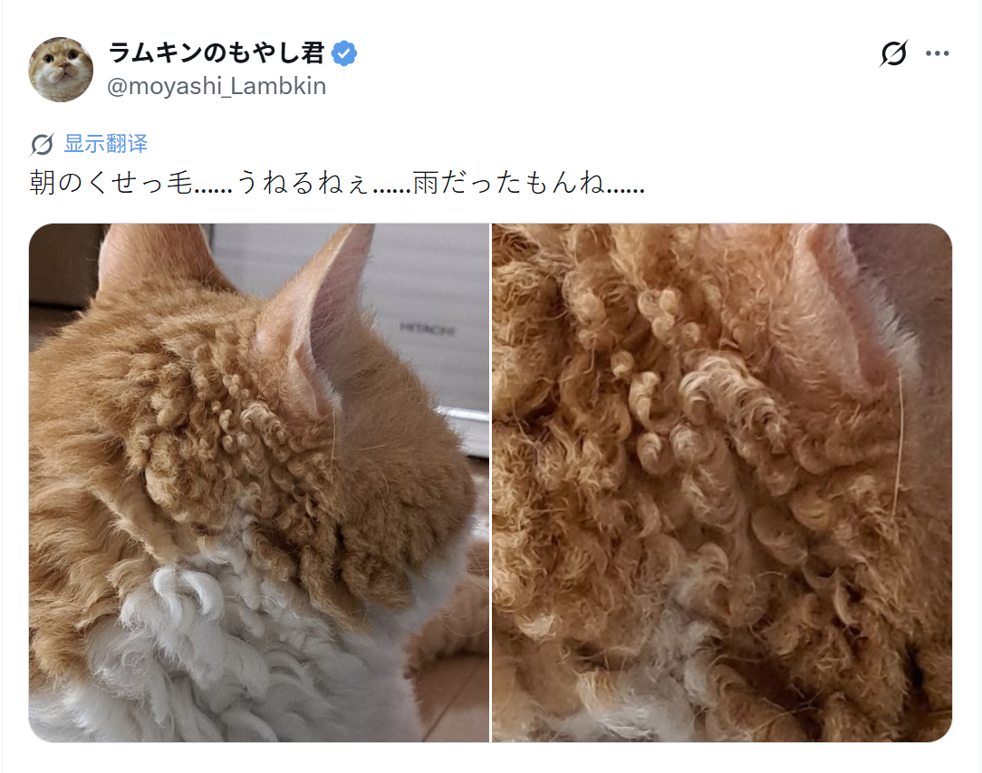 推主家的猫咪是一只带一点卷毛基因的短毛猫~但是每次下完雨，空气一潮湿，这毛也太卷