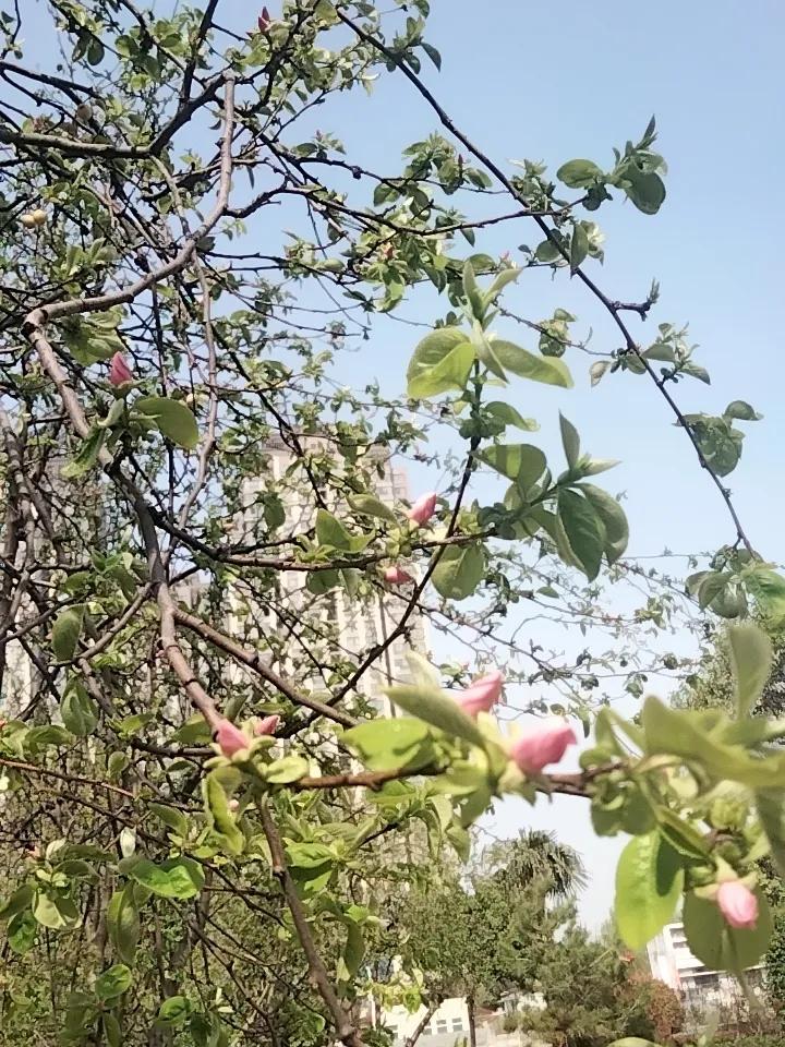 春天的气息，树叶发芽了，开了花苞，路旁的冬青树也开始长起来了，一片生机勃勃的景象