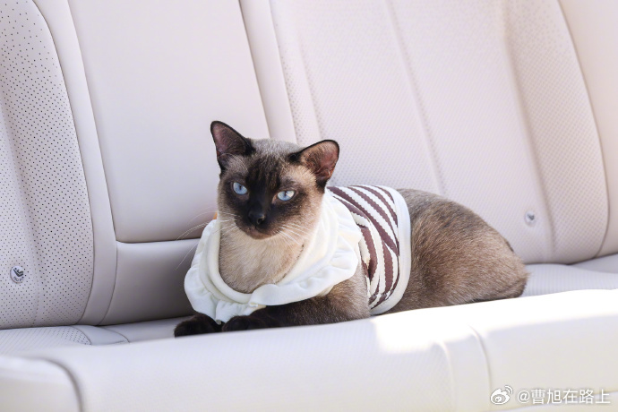 东风日产 N6 上市发布会现场堆了很多张双人沙发，阵仗比家居展还夸张。车圈公认的