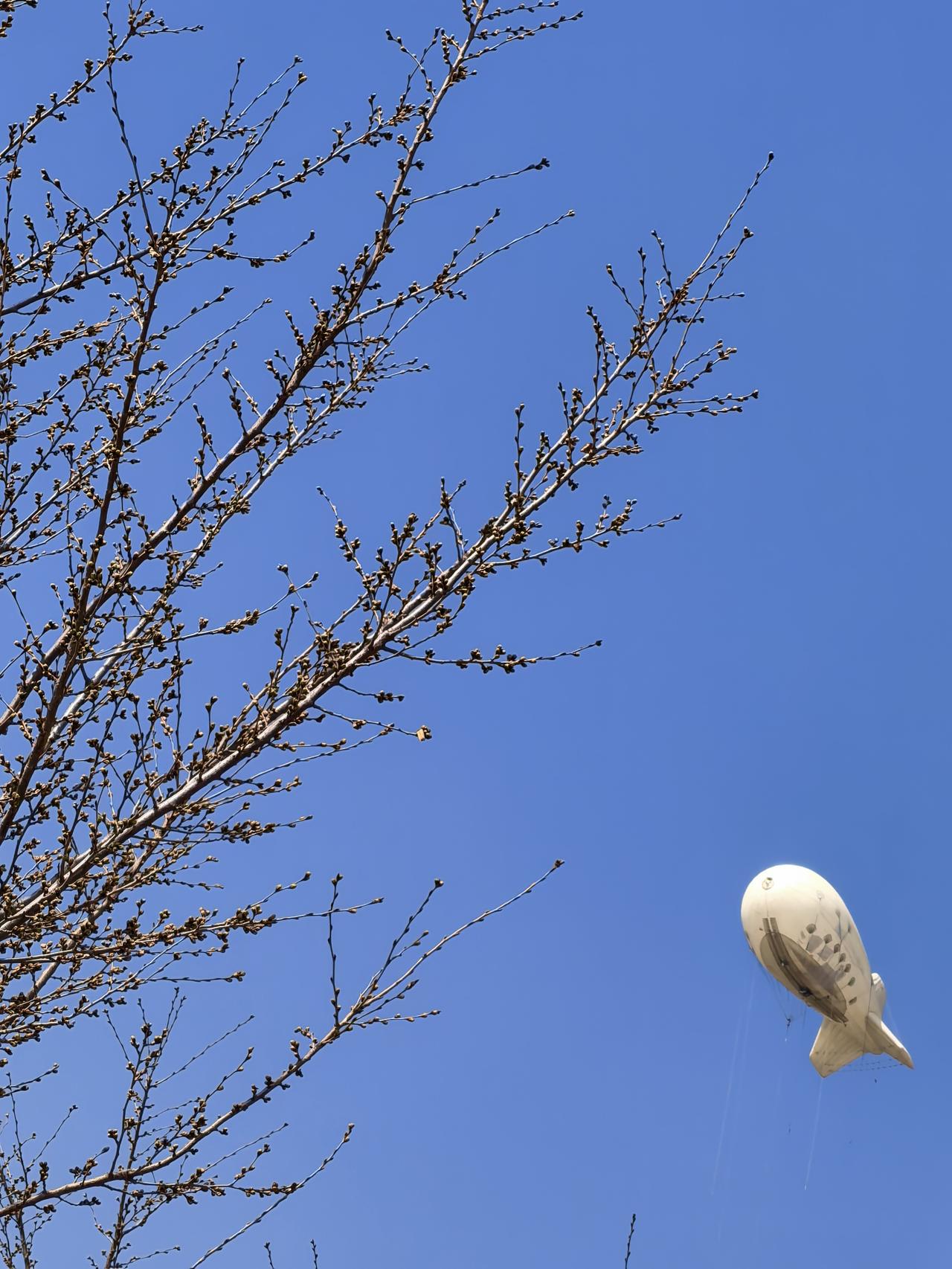 若待上林花似锦，
出门俱是看花人。