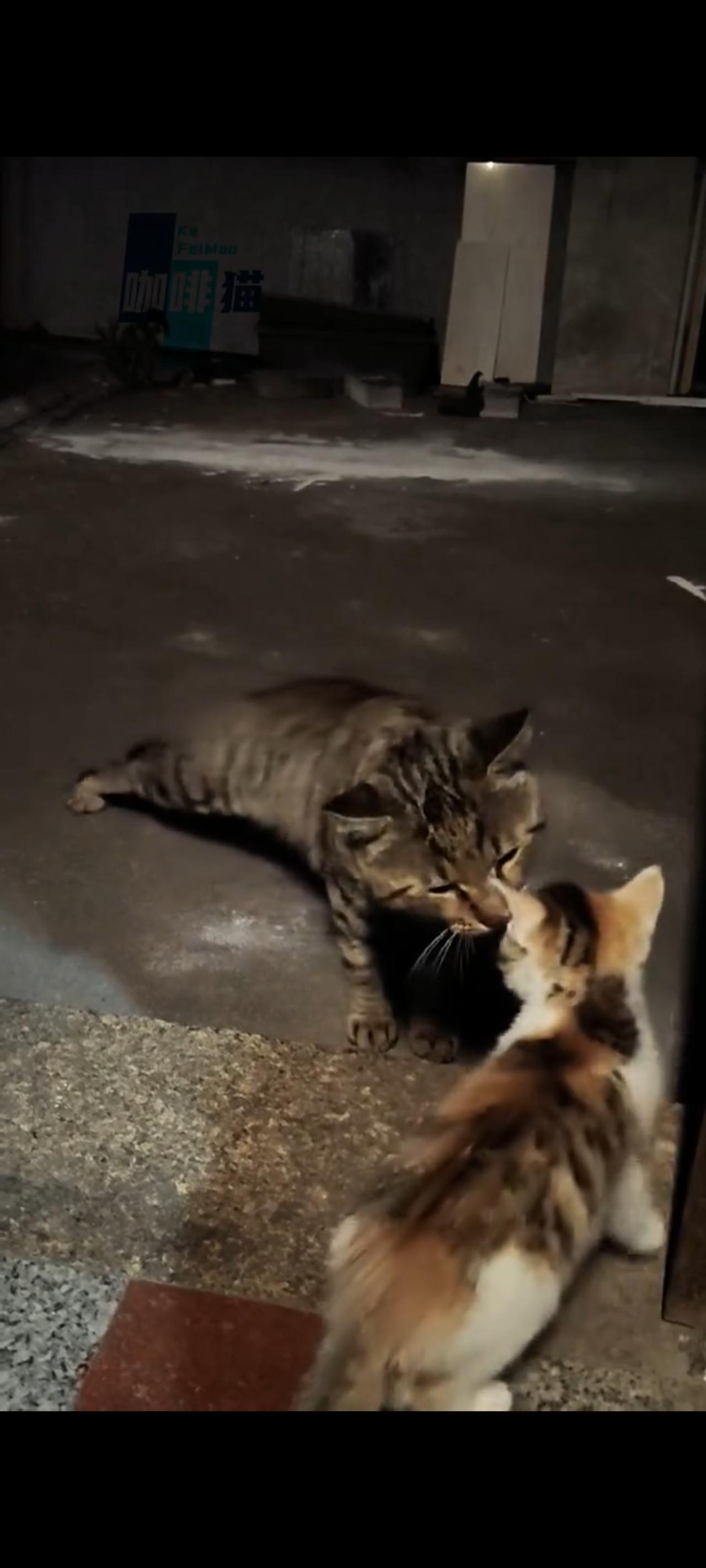 猫妈妈满怀希望的最后一次来看望自己的宝宝，可没成想她的孩子却始终不肯承认自己的母