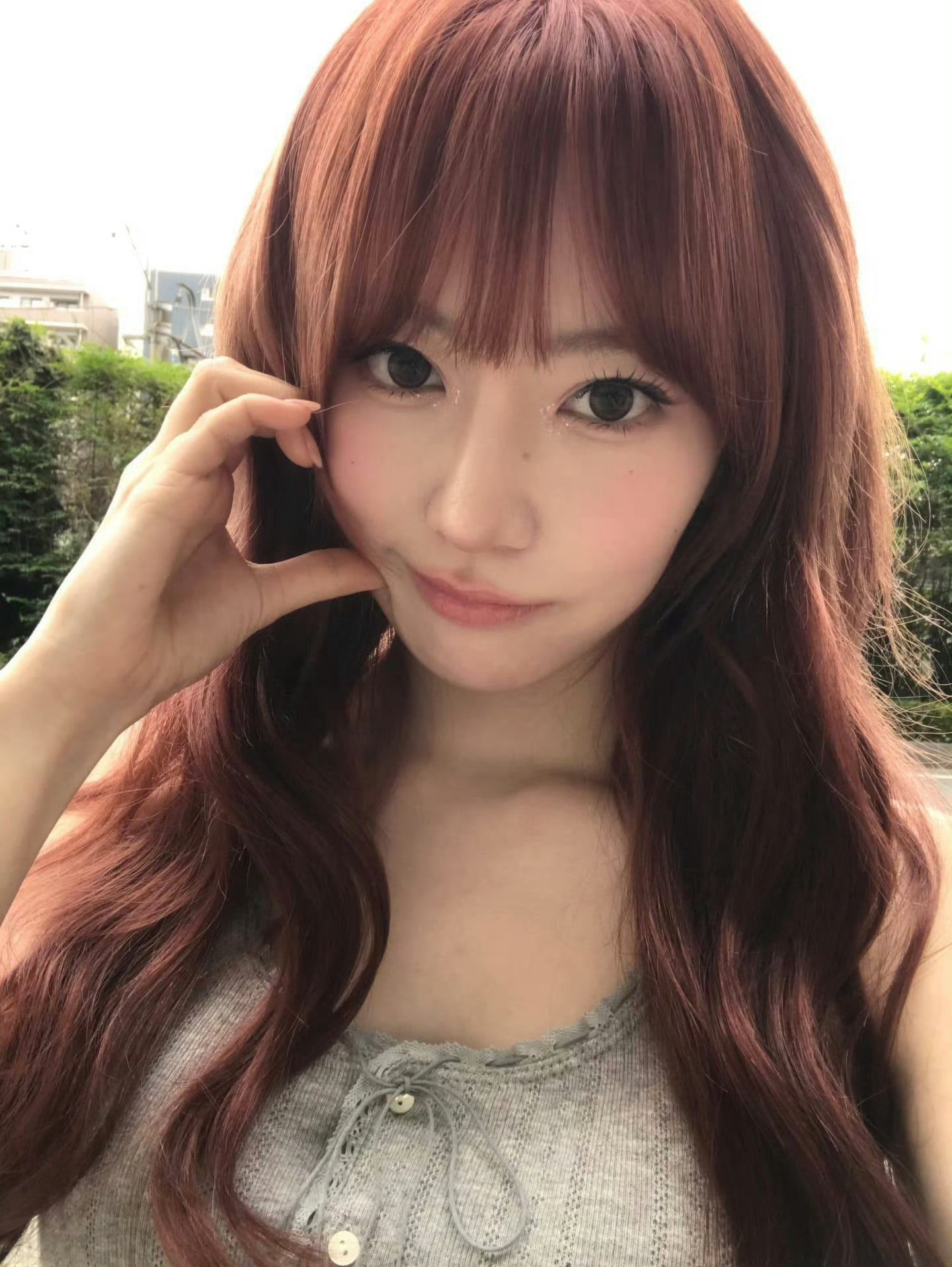 投稿：宫脇咲良  樱花色彩缤纷的盛开 ​​​