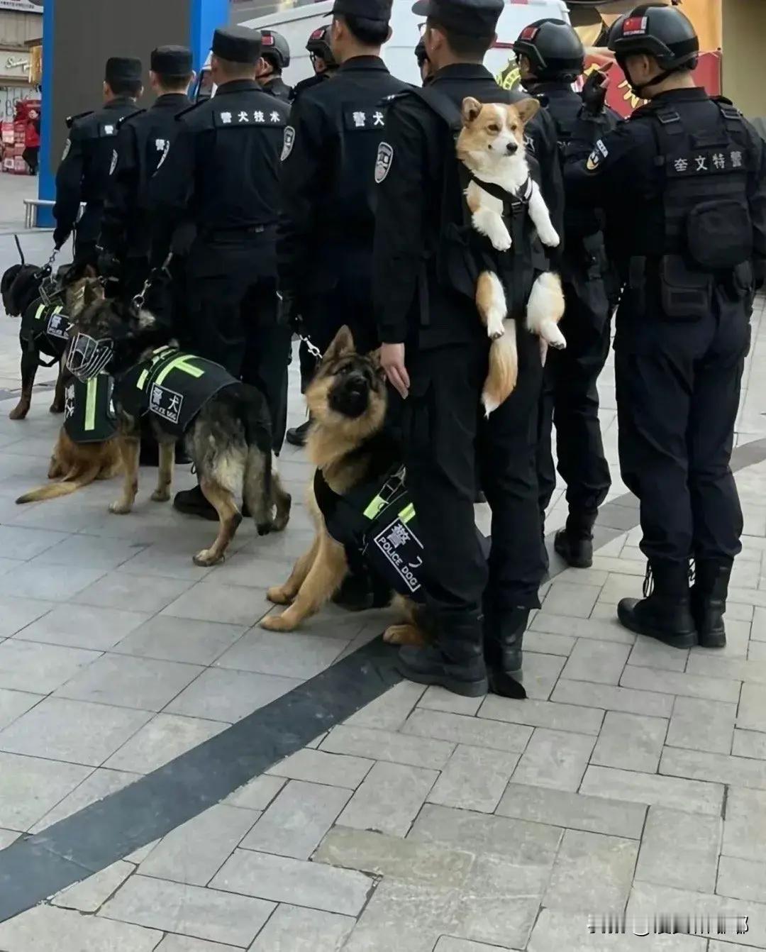 德牧：我也想要这种待遇！