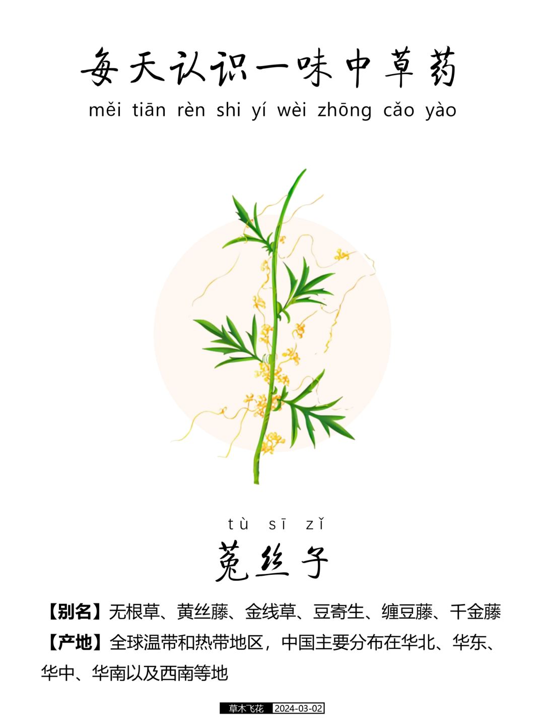 每天认识一味中草药-菟丝子☘️