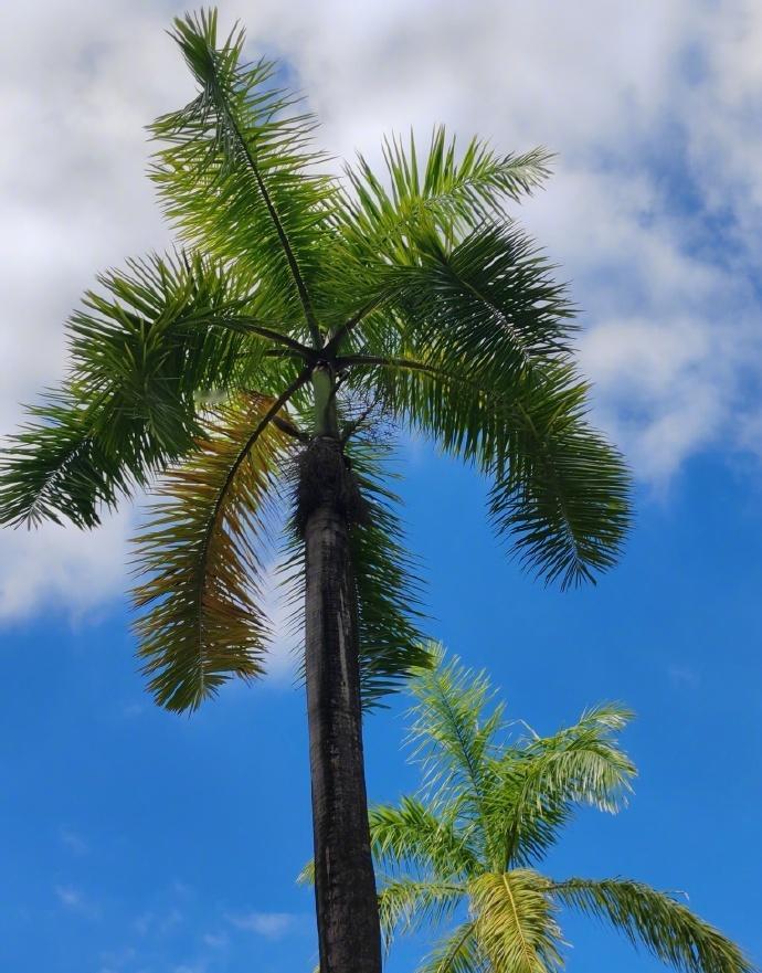 ​​昨天白天，深圳阳光上线，久违的蓝天白云也露面了。
阳光一上线，气温就嗖嗖回升