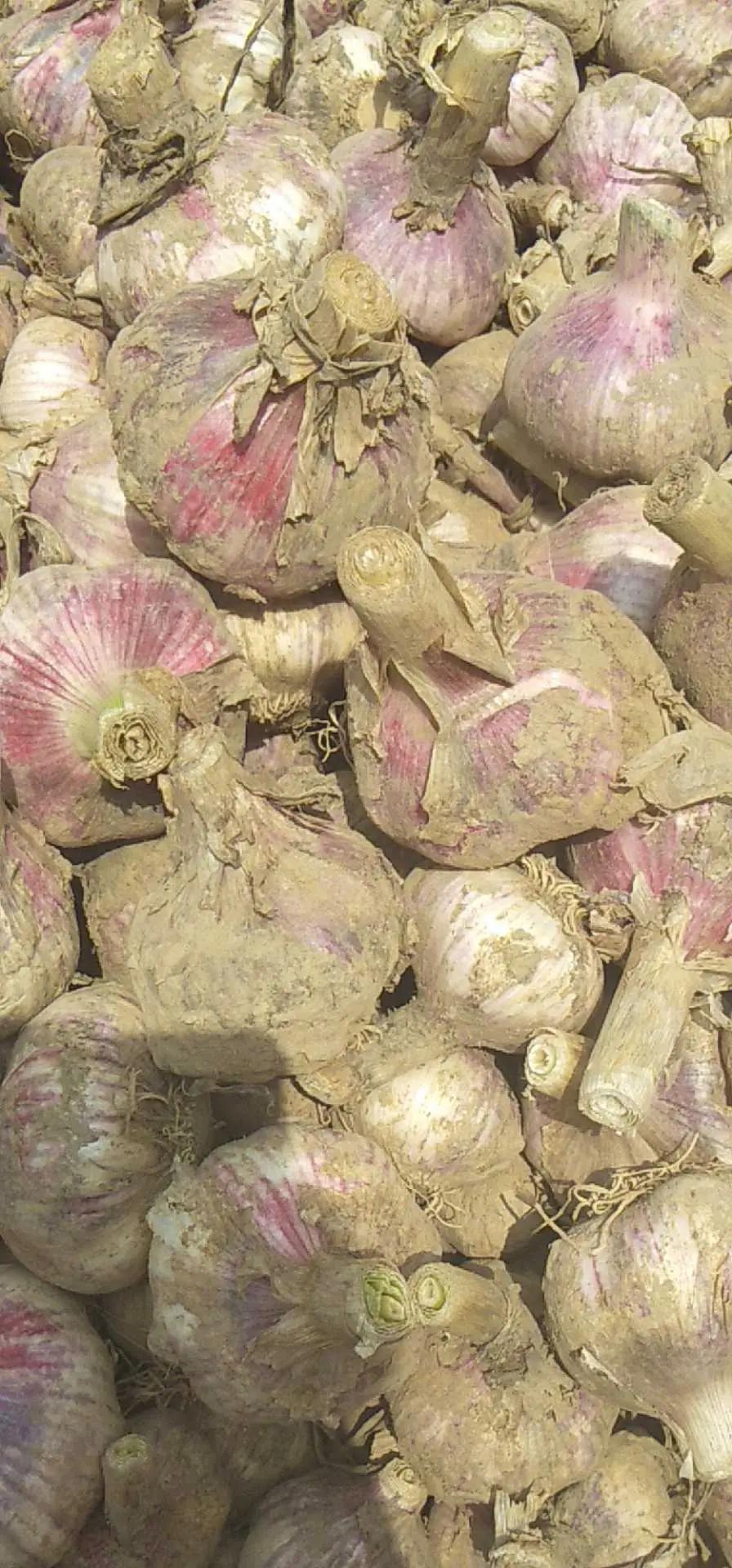 大蒜总发芽、干瘪别急着扔！老农透露 5 个“保鲜绝招”，放一年都新鲜如初，家家都