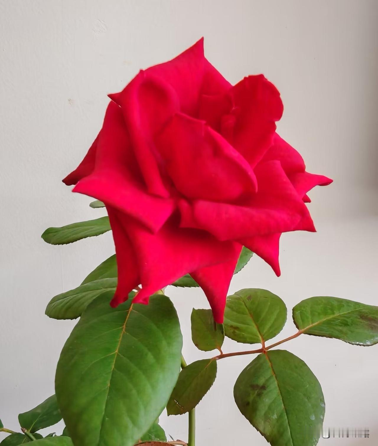 赏花是一种愉悦， 
拍花是一种怡情， 
伴花是一种欢喜！ 
在生活的闲暇时，精心