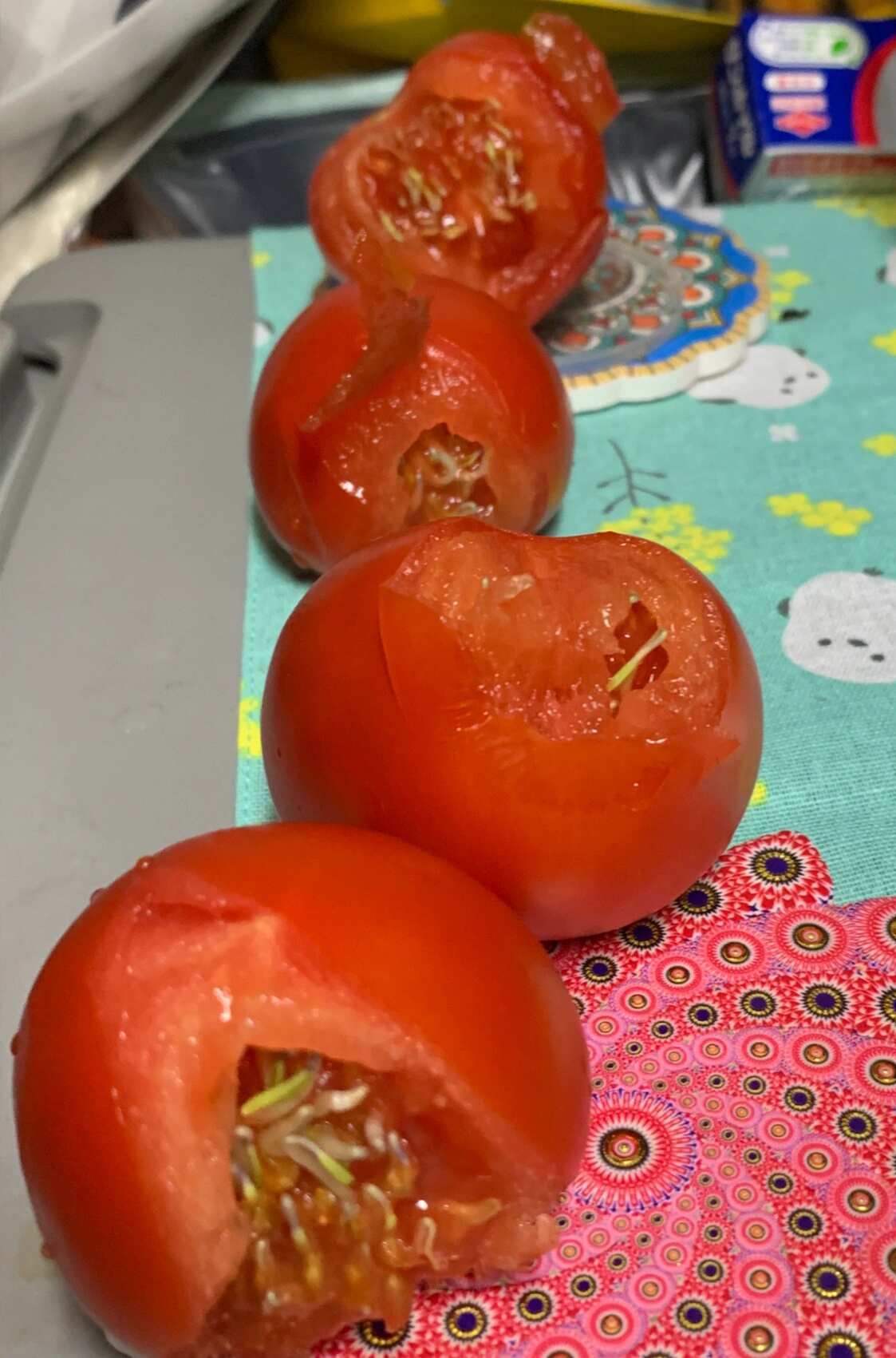 啃到了过于有生命力的番茄还一连啃了四个 