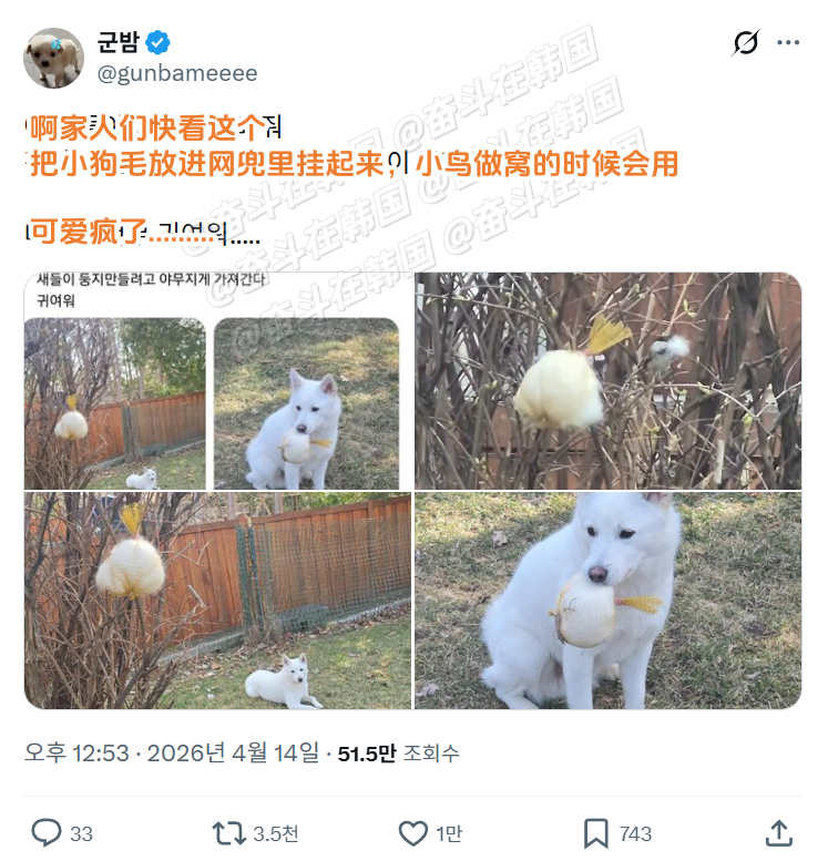 好可爱，小鸟叼走狗狗的毛去做窝 海外新鲜事 热点现场