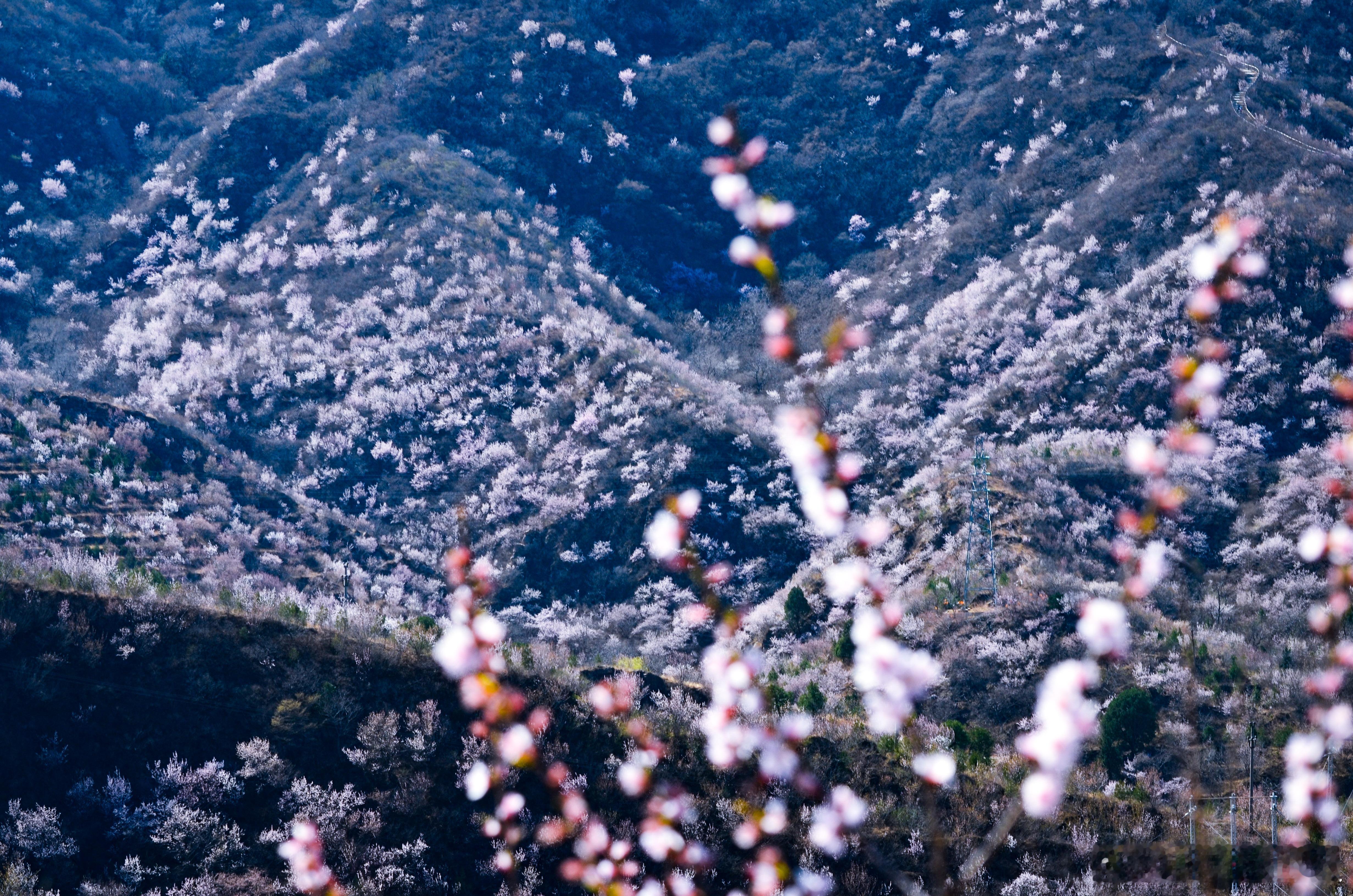 春日山花烂漫，最美山野之丑儿岭。摄影​​​