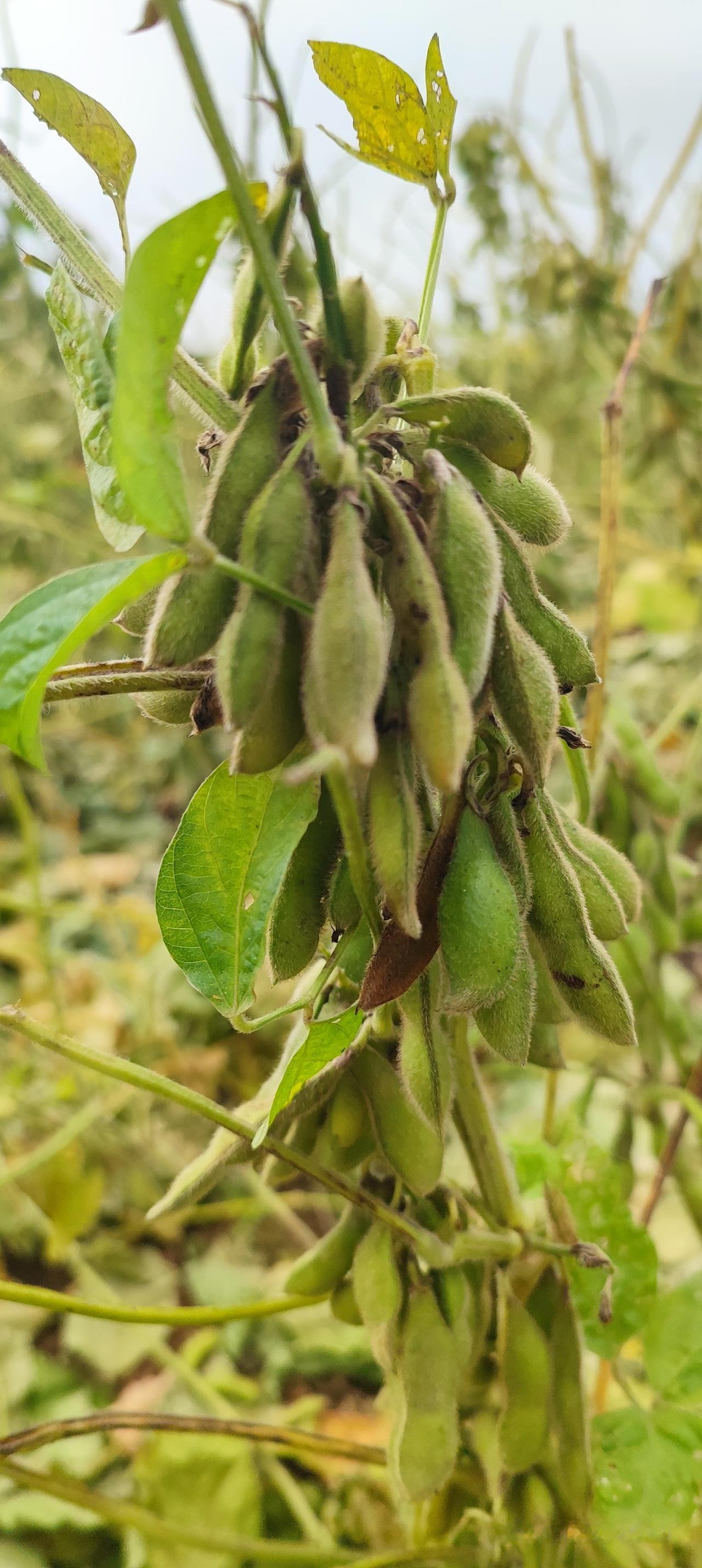 早黄豆已经收割完毕，地里这茬迟黄豆还在慢慢生长，一串串毛茸茸的豆荚挂满枝头，饱满