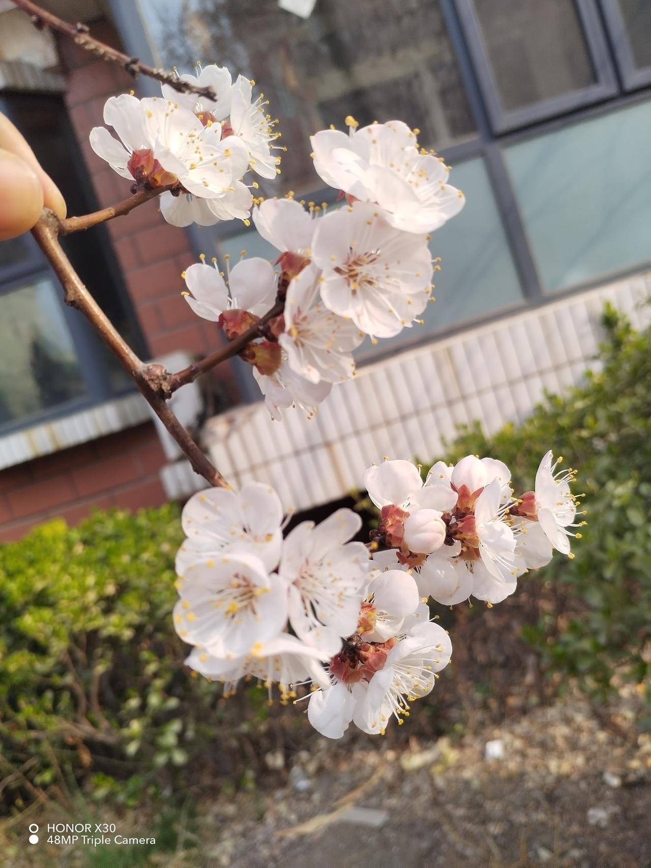 有没有漂亮的花朵图片吗