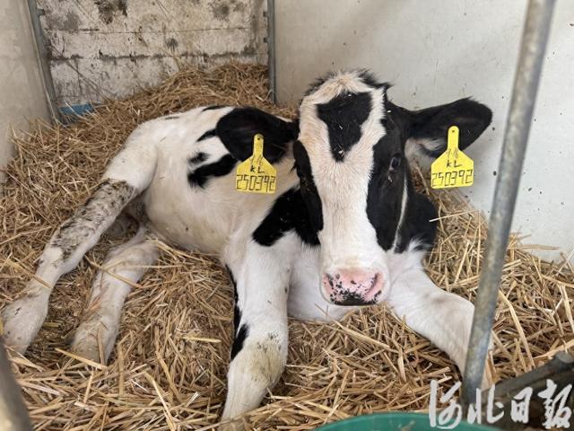 新闻纵深丨世界首批胚胎干细胞基因编辑克隆牛诞生记