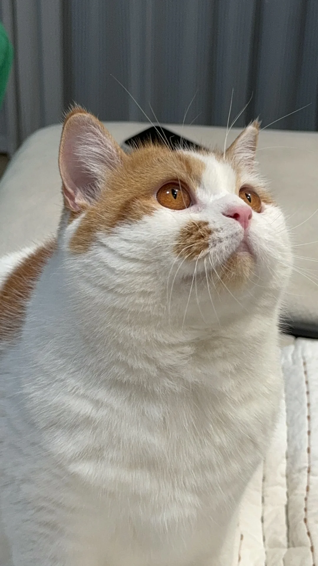 宝猪 你的脖子呢