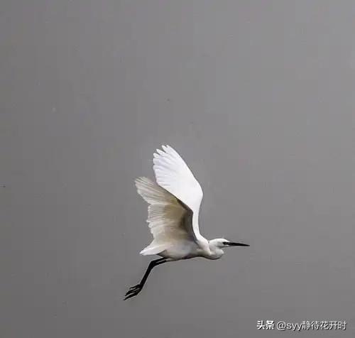 东北的三月，乍暖还寒！南去的候鸟，如白鹭、大雁、野鸭子等，又将陆陆续续的回归了！