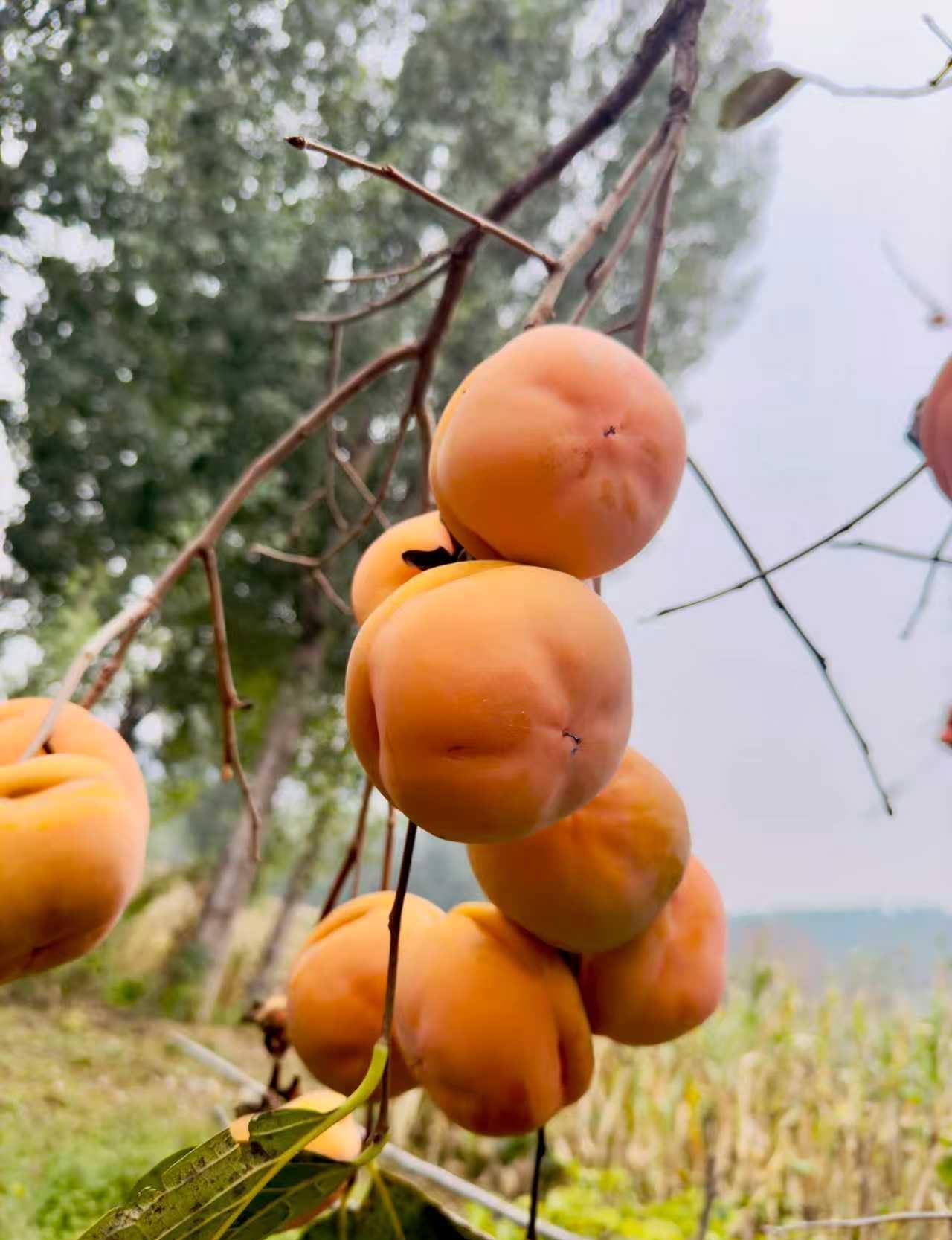 如何看待江西一男子订婚花费60万共同生活4天后遭对方悔婚，选择起诉仅追回48.7