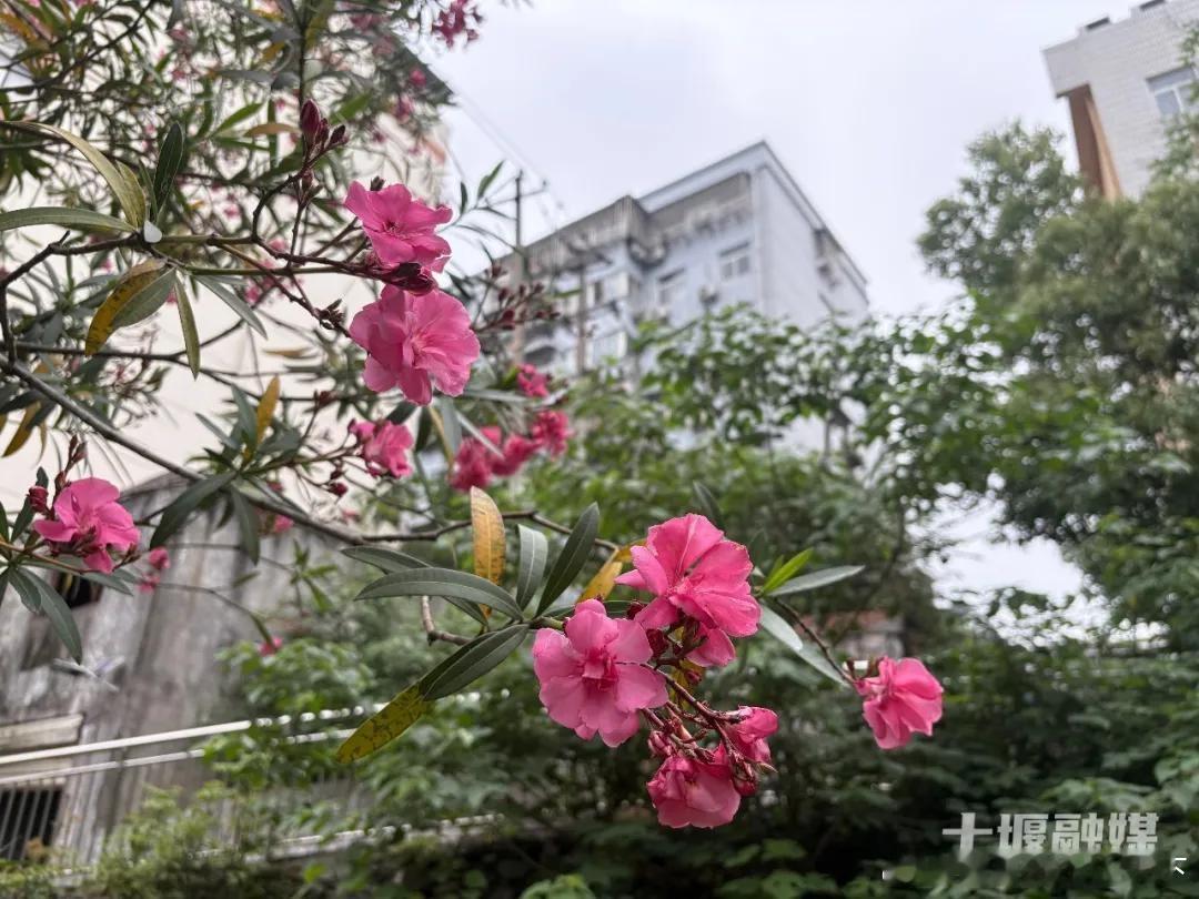 十堰 已在十堰街头出现！没了它，《甄嬛传》缺个名场面十堰爆料 十堰晚报 进入5月