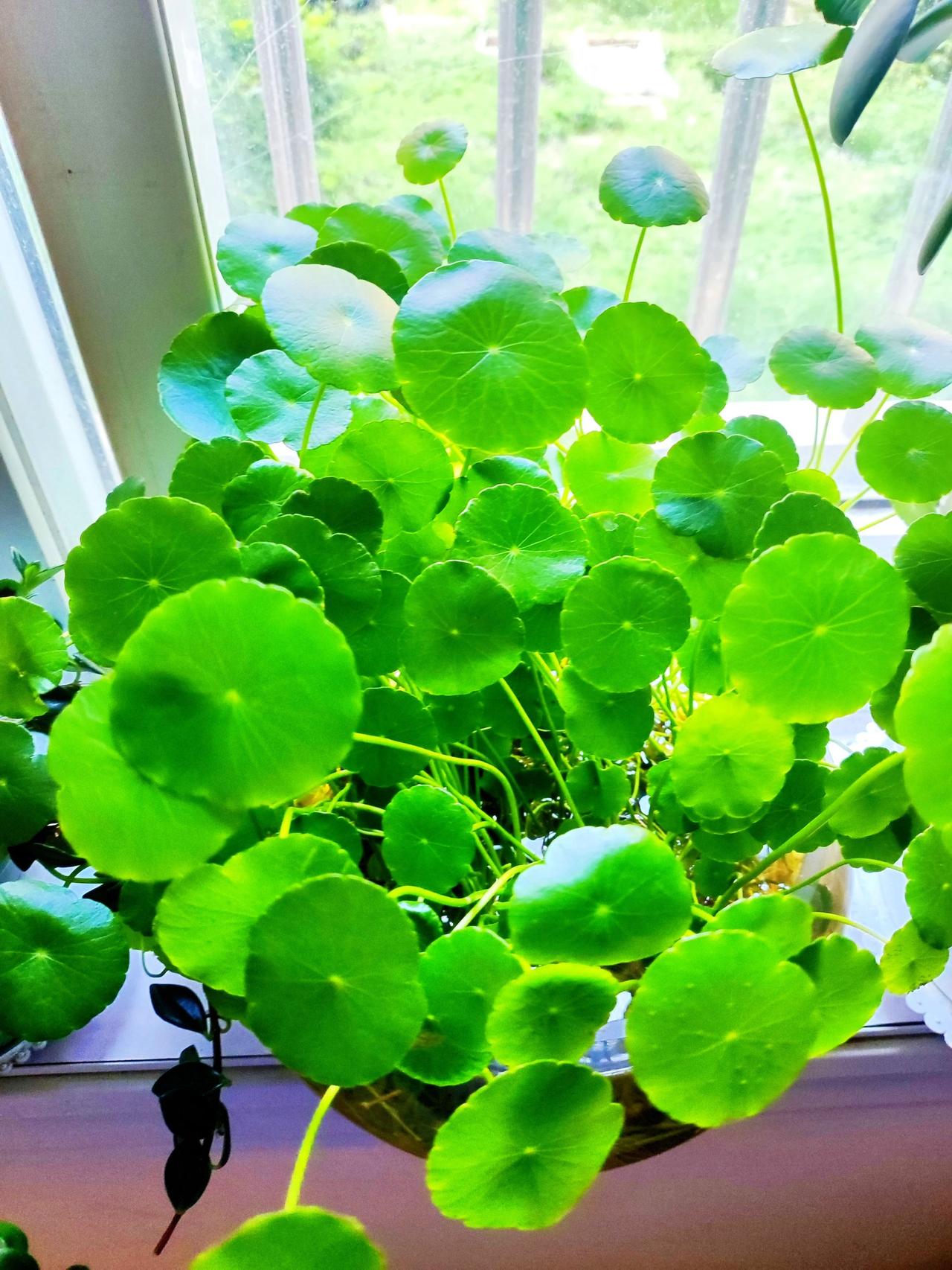 人到中年，我开始爱山，爱水，爱阳光，爱树木，爱花草，爱一个人出行，爱一个人静静的