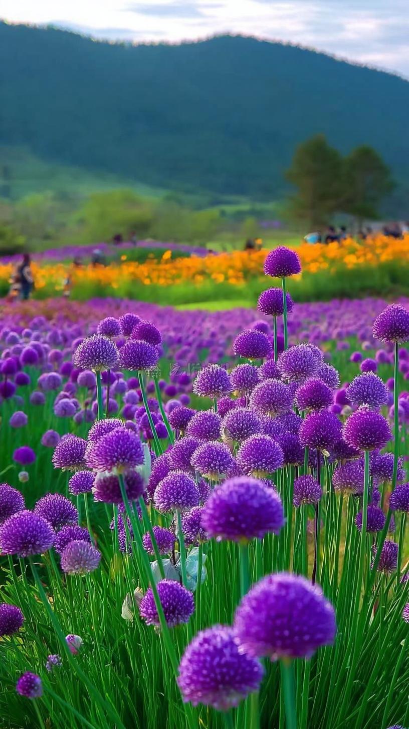 紫葱花像一个个绣球般精神抖擞着[比心]