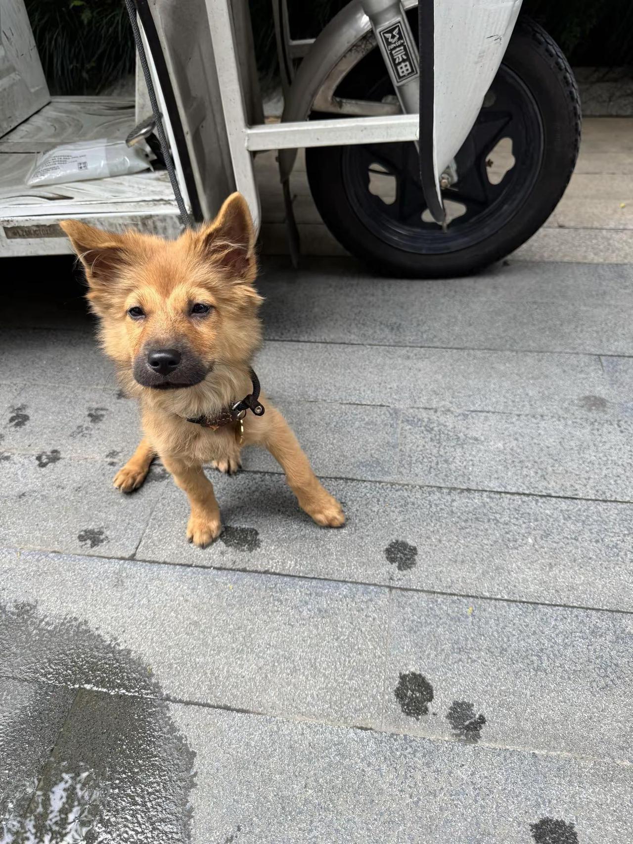 灰太郎版可爱小🐶。小狗 快递 宠物