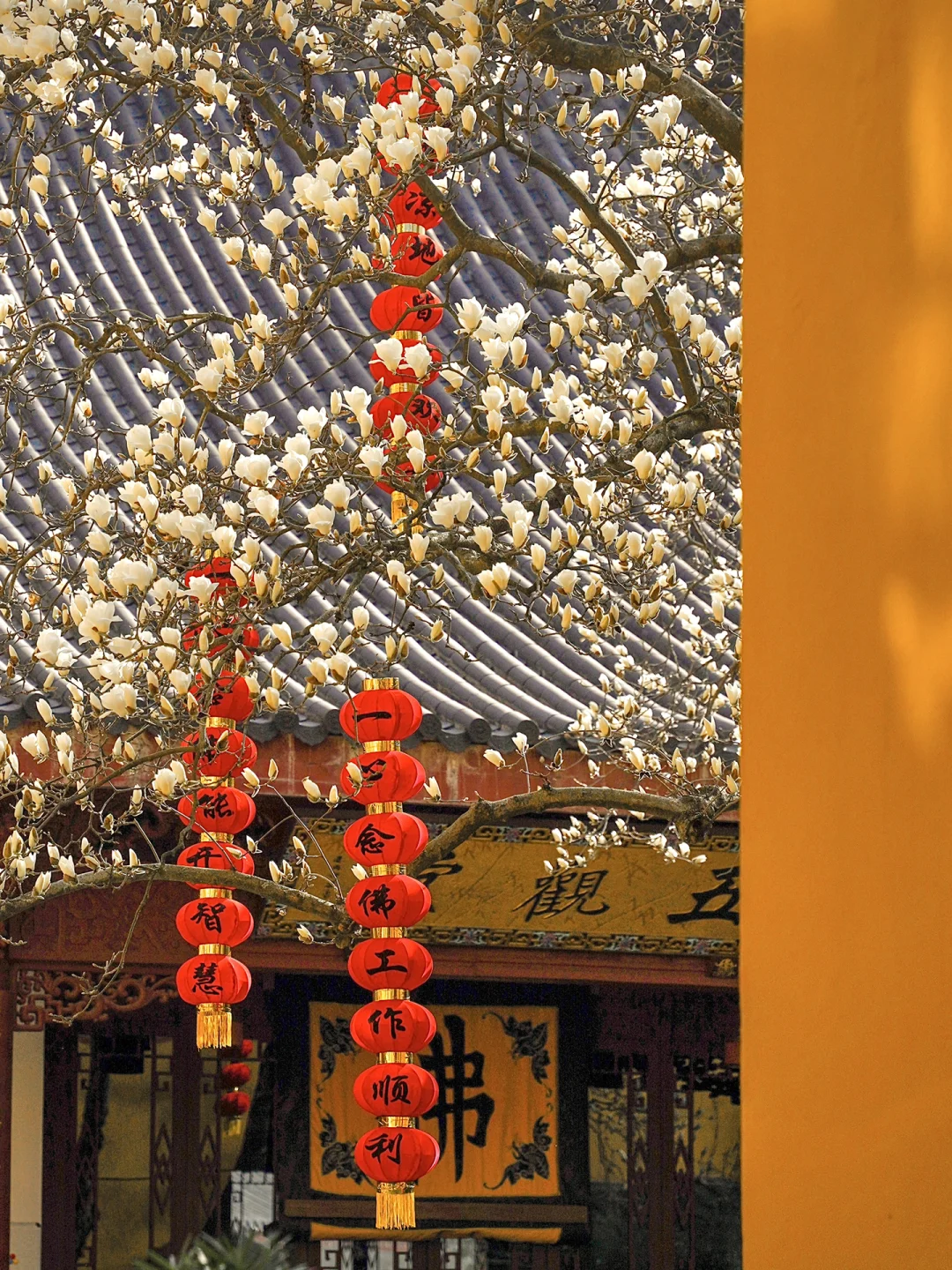 2023杭州法喜寺500年白玉兰盛开！错过等一年