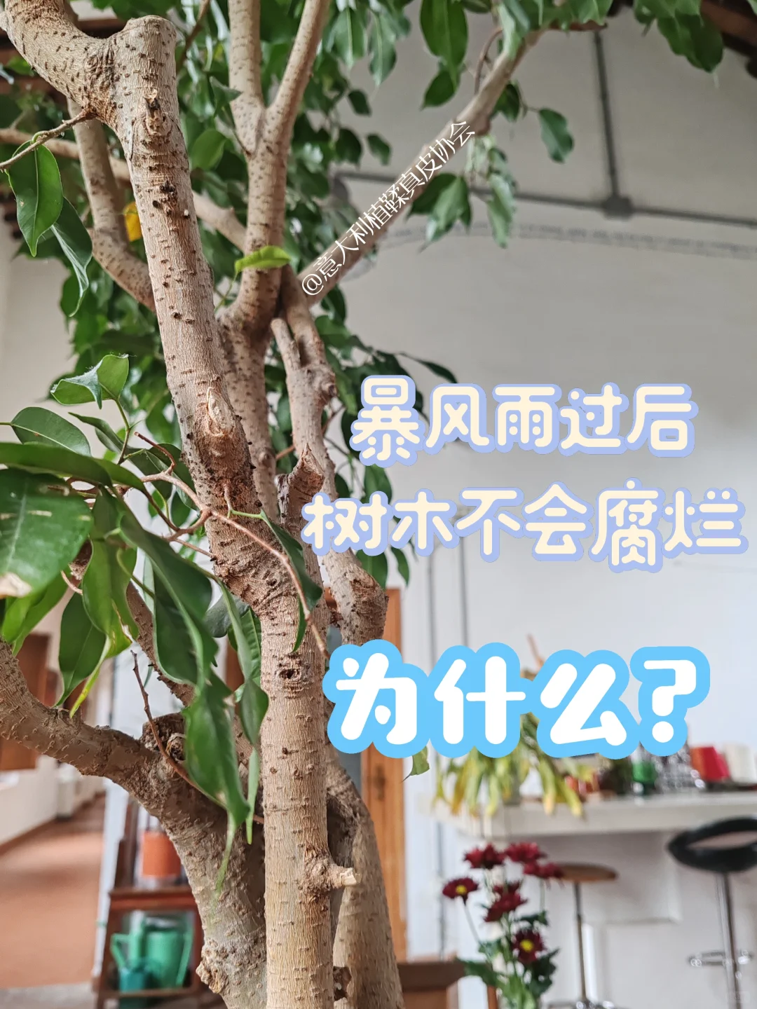 🤔被雨淋湿的树为什么不会腐烂呢？