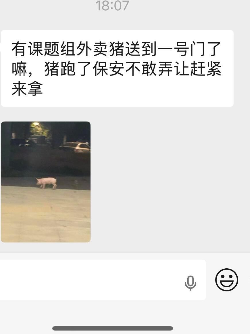 猪跑了在农业大学是家常便饭了 