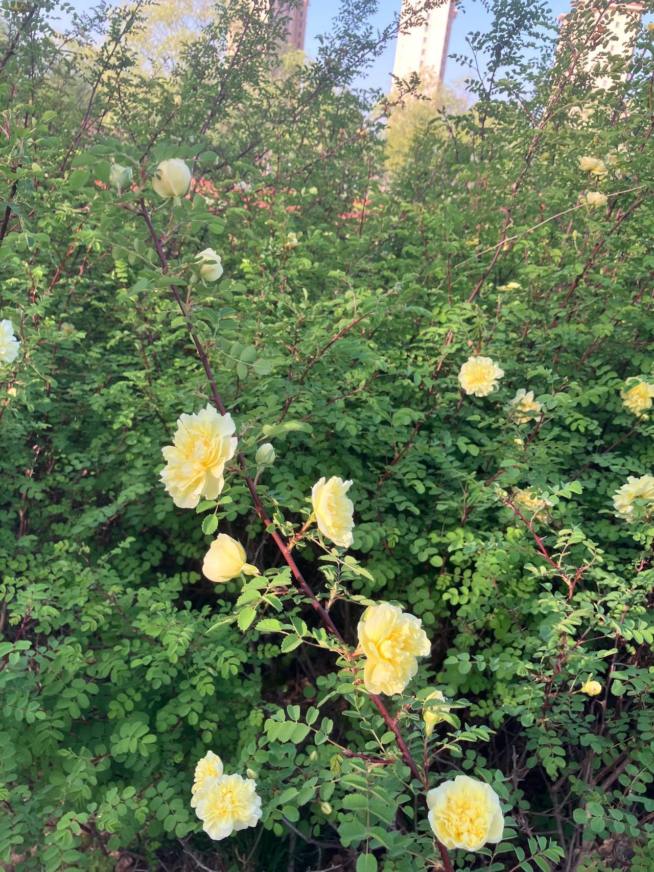 #上联：细雨滋芳草，诚邀下联#

细雨滋芳草，
良言润心田。