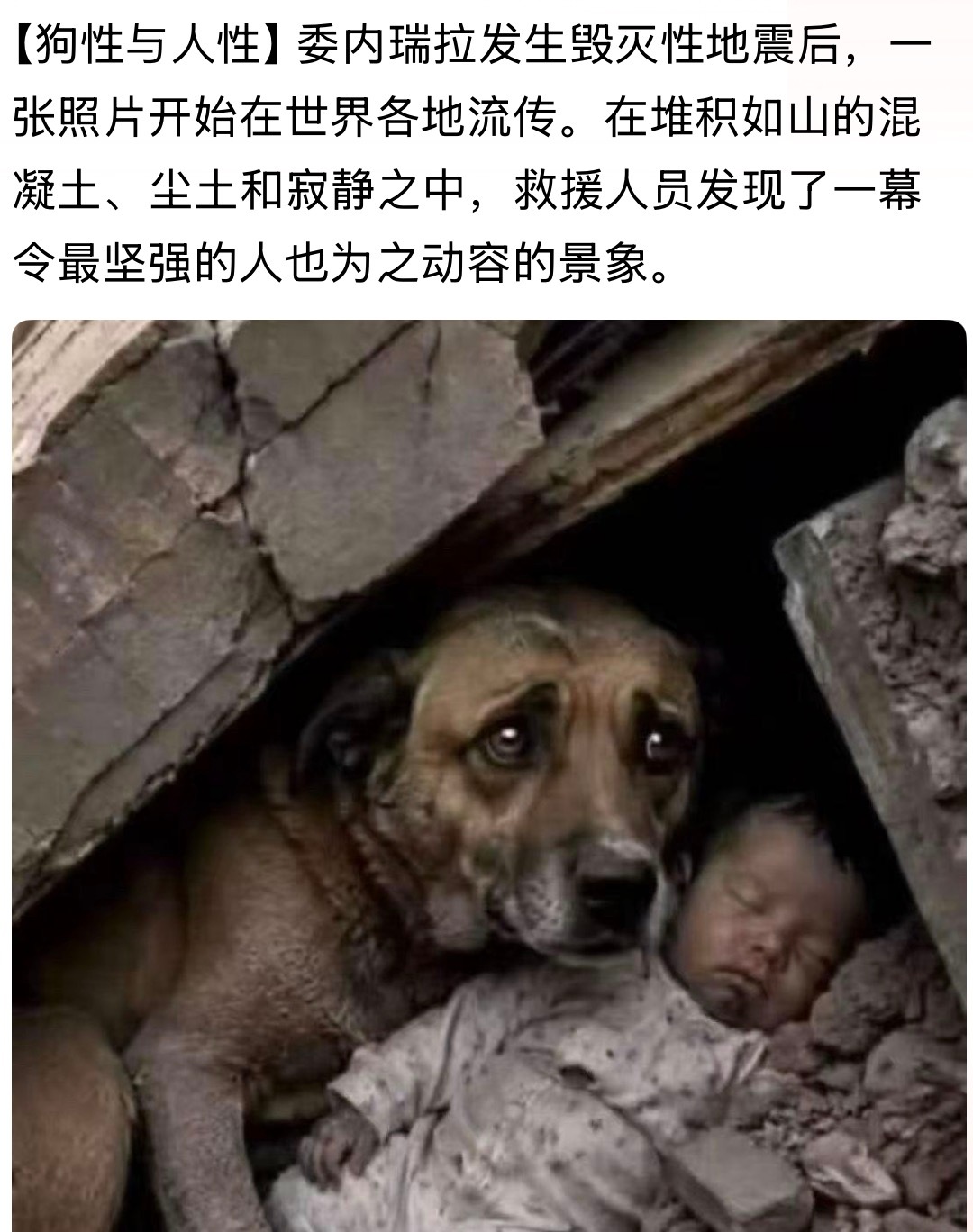 一张为之动容的照片开始在世界各地流传。。。委内瑞拉大地震【狗性与人性】人与自然