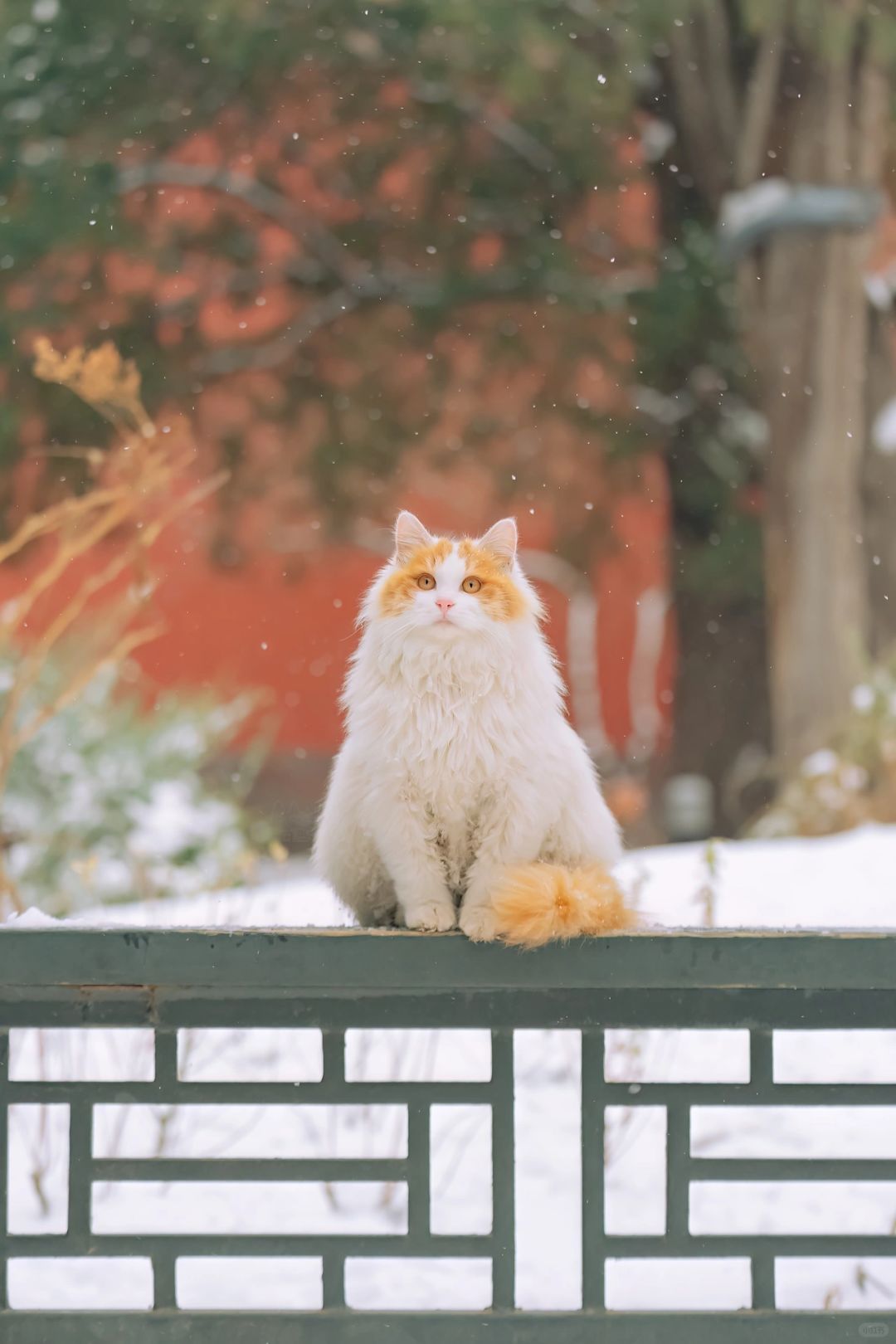 御猫傲雪