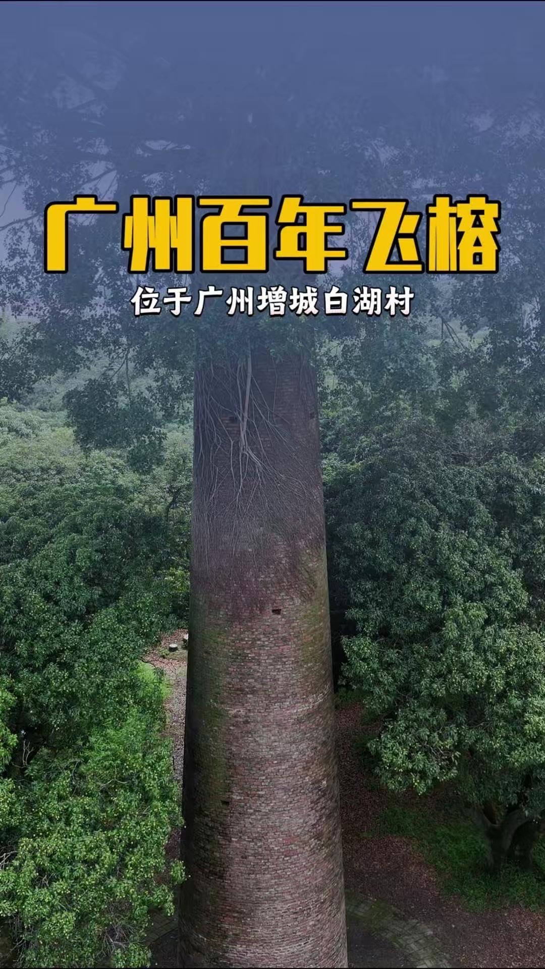 🌳在广州增城白湖村，一棵百年飞榕扎根在数十米高的废弃烟囱顶端，惊艳了时光。没有