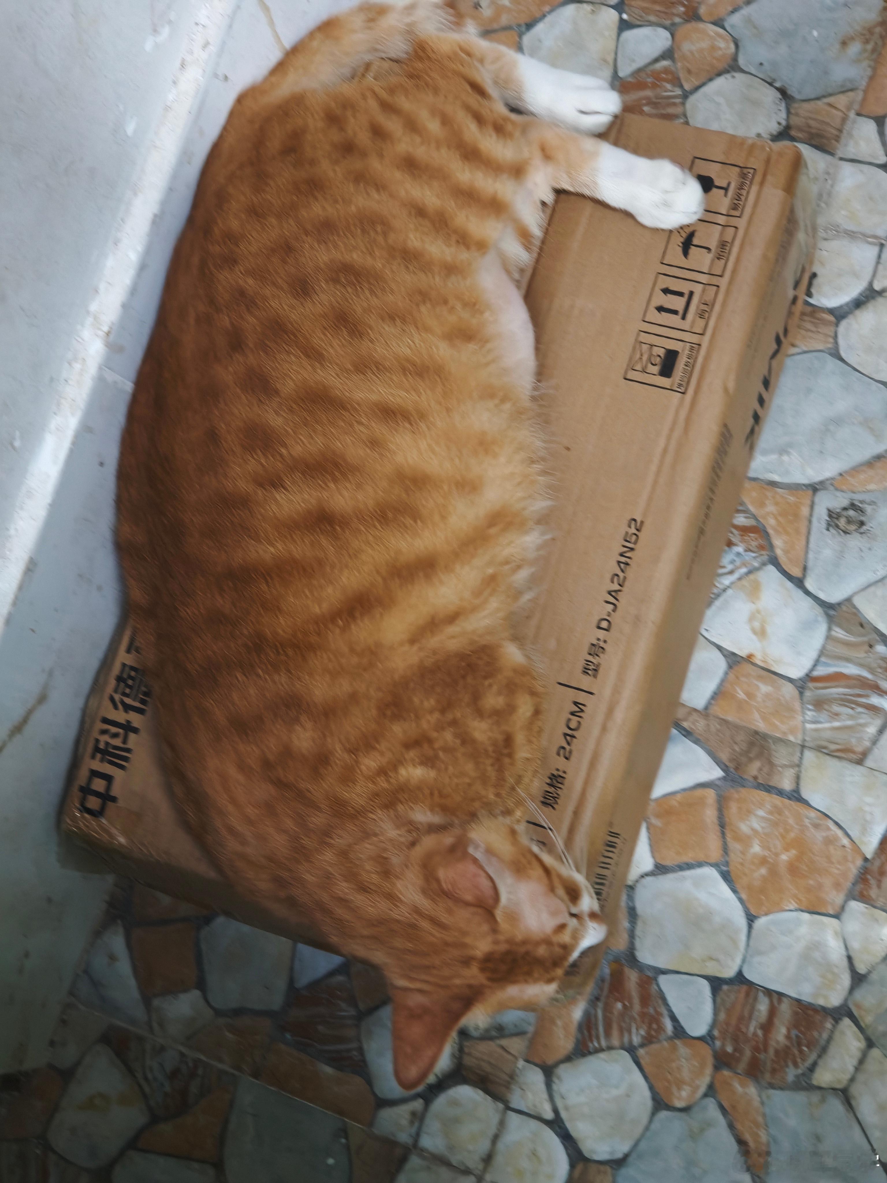 拿了个快递，碰见一辆猫..为什么橘猫能长这么肥，关键是头还很小。电车同学随便聊