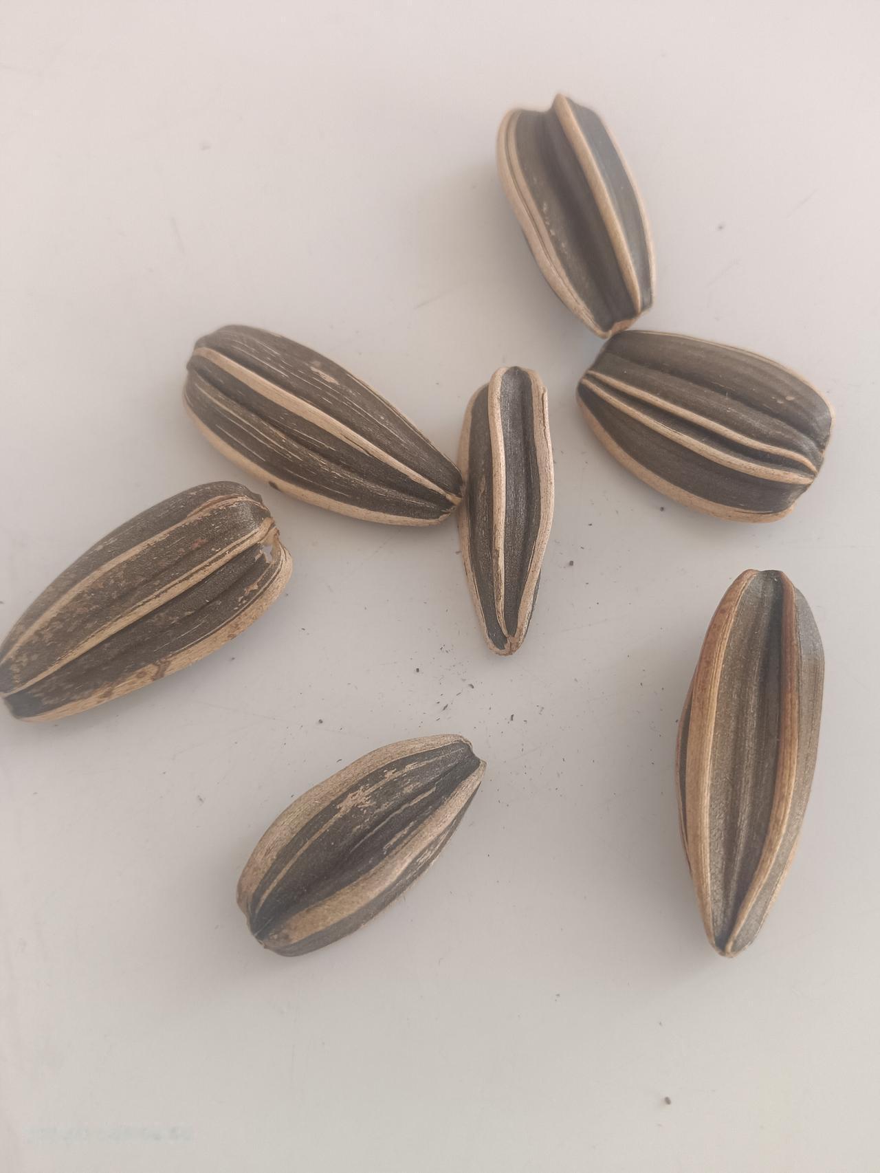 这样的葵花籽算不算畸形呢？人吃了会有损健康吗？就像连体人一样，没分化好……