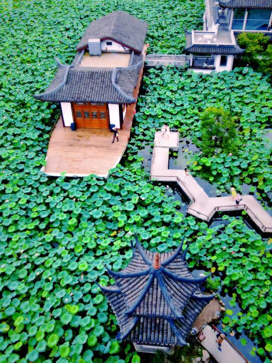 西湖不晒Lakewalk！荷花绿荫一路“香”伴！