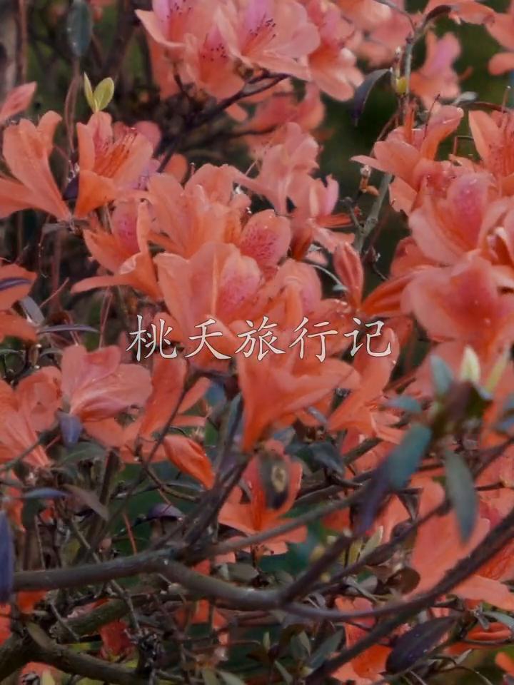 桃天旅行记：深圳梧桐山杜鹃花开啦。
深圳梧桐山杜鹃花开啦。