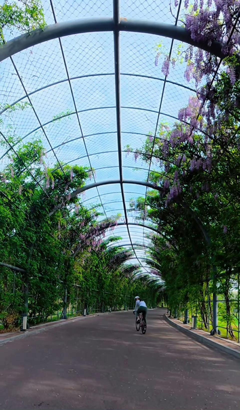 滨州秦皇河公园紫藤长廊火出圈

眼下紫藤正值盛放佳期，每年这个时候，山东滨州开发