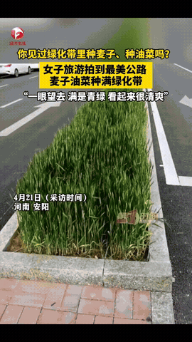 近日，河南安阳，一女子走在公路上，突然发现一条绿化带没种花没种草，种的竟然是油菜
