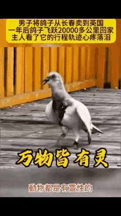 鸽子能够飞跃2万公里，从英国飞回到自己的老家，真是让人不可思议！据说这只鸽子是从