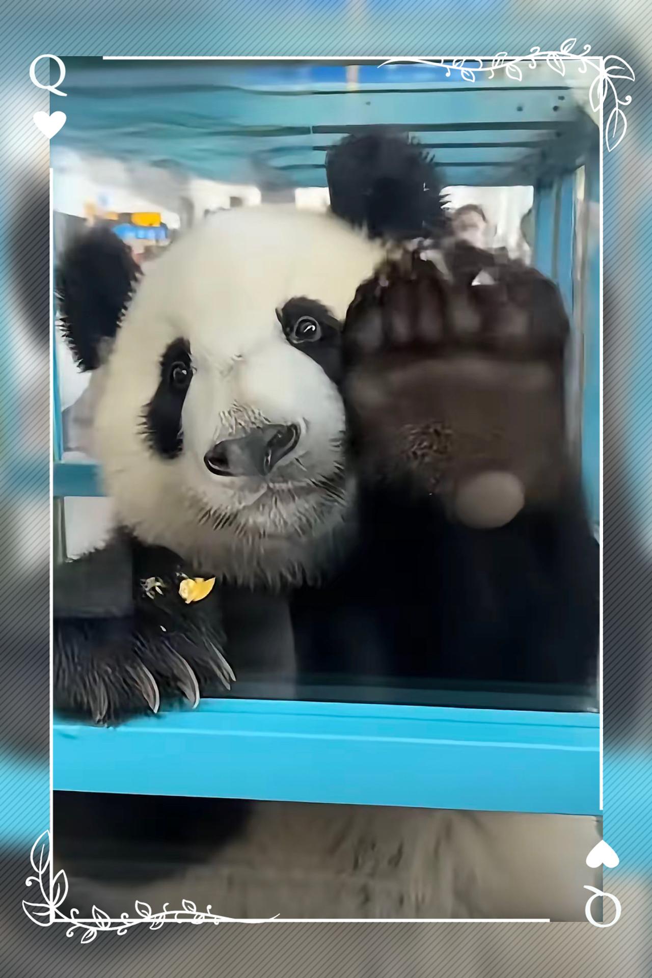 太好哭了！
这就是咱中国的国宝，
离开日本时头也不回！

可一踏上祖国的土地，