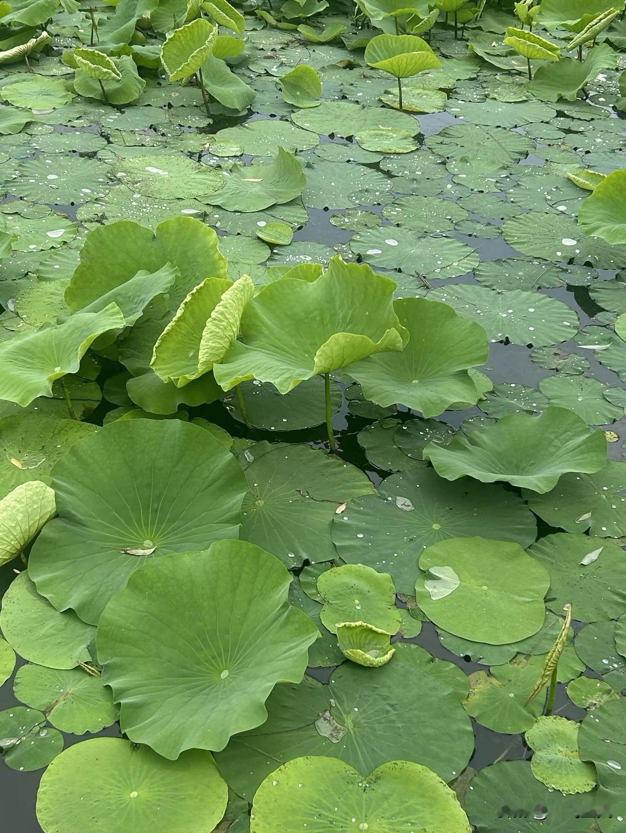 五律·小满吟怀
节序麦初黄，南风垄上香。
榴红燃夏色，荷翠试新妆。
偏爱蛙声沸，