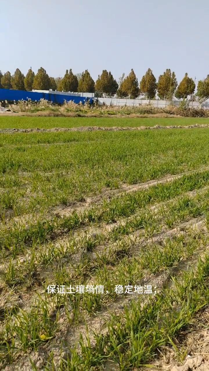 清晨走进小菜园，朋友们种植的冬小麦绿油油的蓬勃生长。山东地区冬小麦10月上旬寒雪