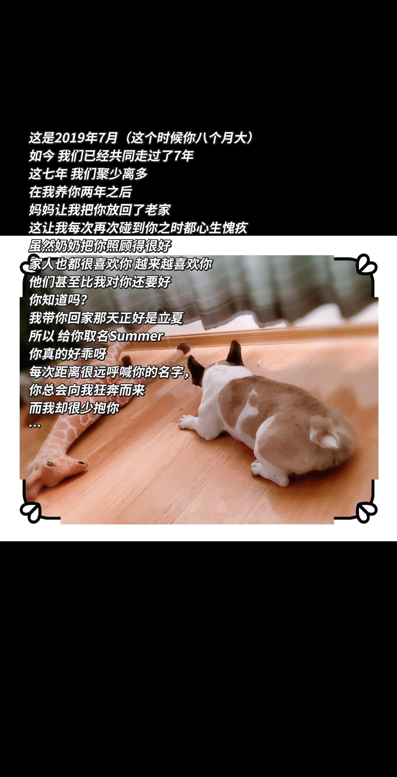 我的爱斗～法斗 

这是2019年7月（这个时候你八个月大）
如今 我们已经共同