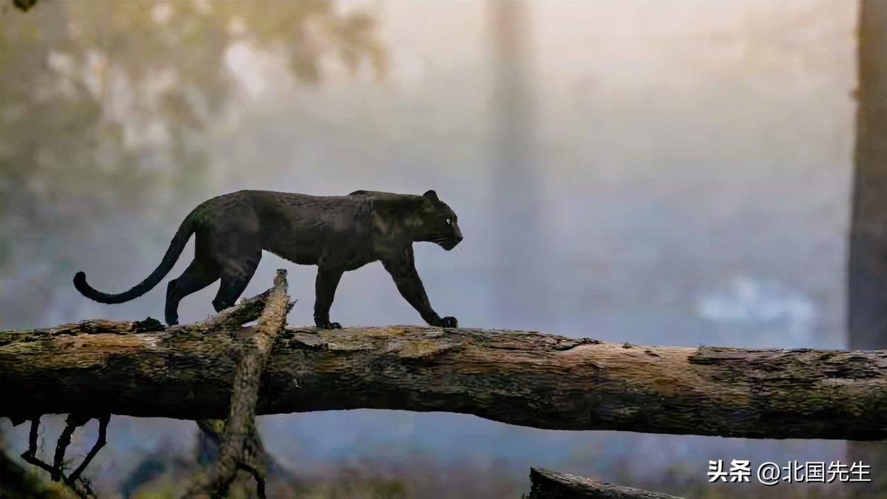 动物性是人的底色，
社会性是人的归属，
神性是人的内心。

动物性追求吃喝掠夺，