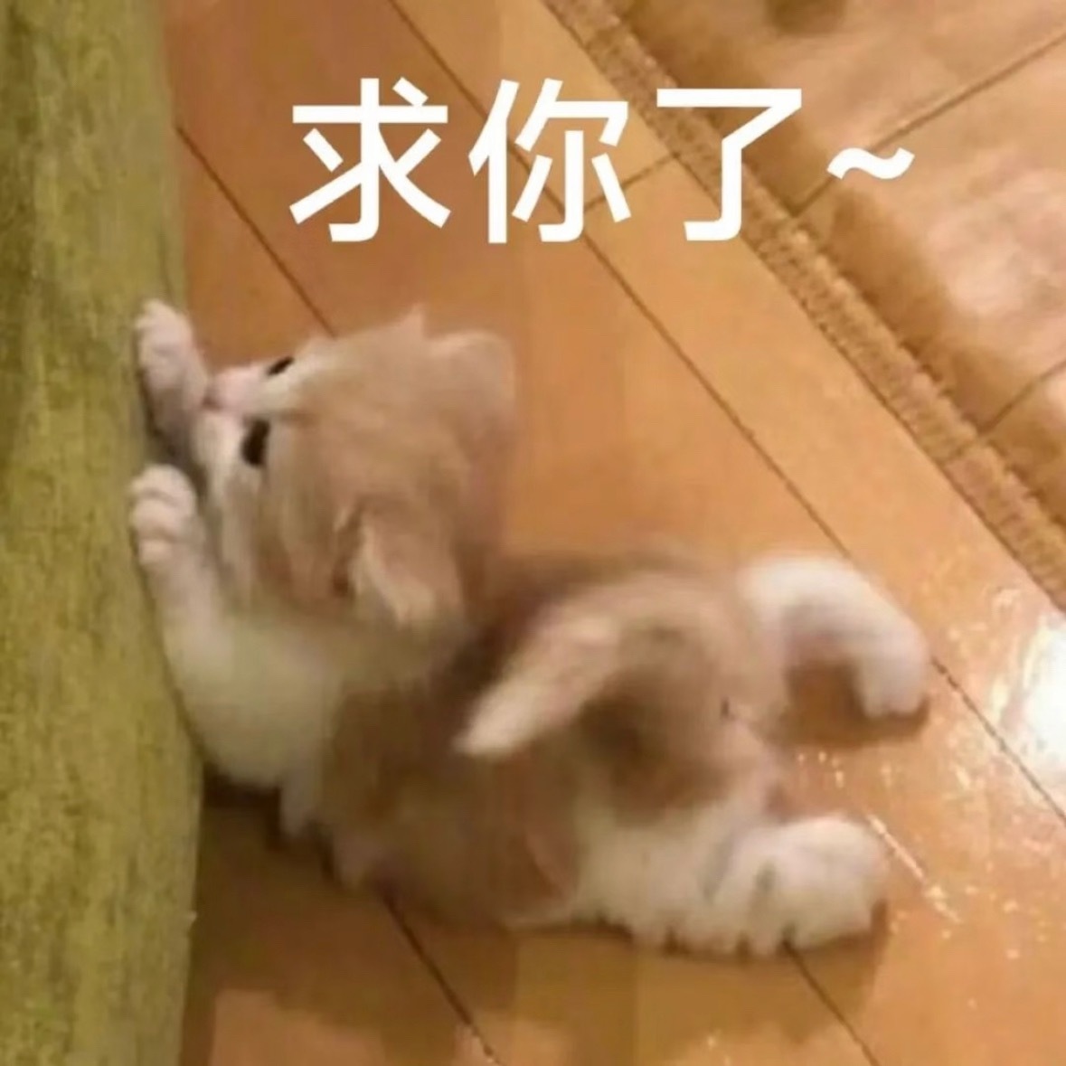 想去敲南秋她邻居家的门：阿姨，你在煎咸鱼吗？好香能不能给我一条… 
