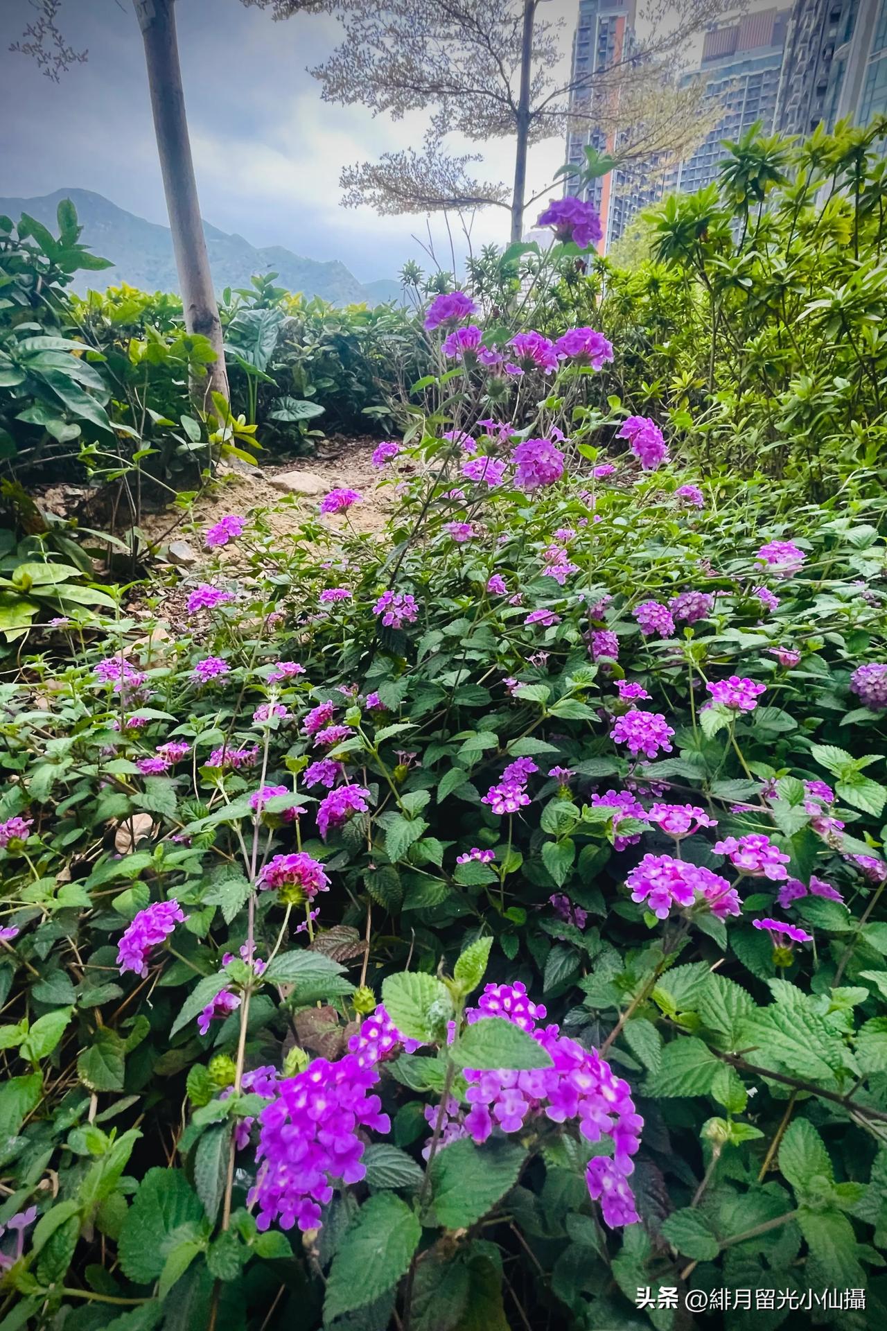 紫色小野花，自然的美景，在城市边缘的步道旁
发现一片淡紫色的云，凑近才惊觉是星星