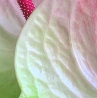 0000彩掌花种植1. 栽培基质：推荐水苔+粗椰壳+珍珠岩（5:3:2）混合，或